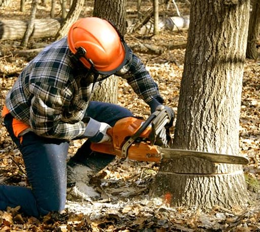 Tree Removal in Whitman, MA